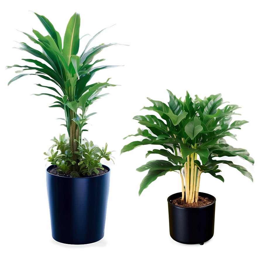 Air Purifying Plants Png Xuj87