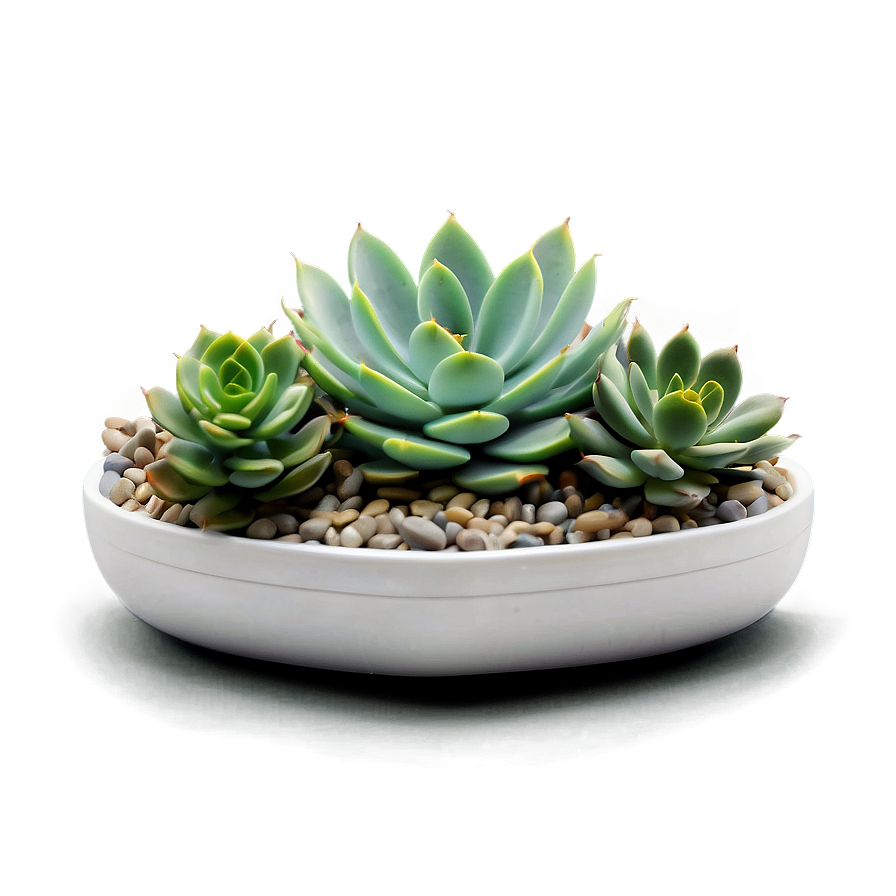 Air Purifying Succulents Png 06212024