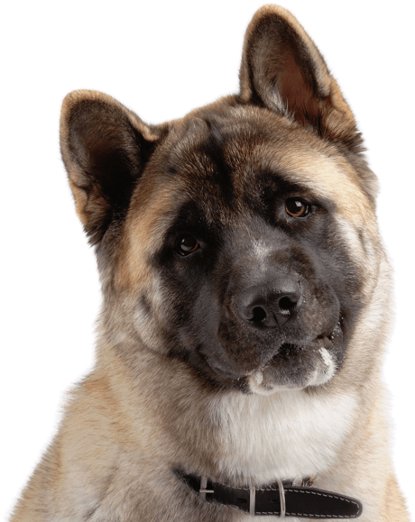 Akita Inu Portrait