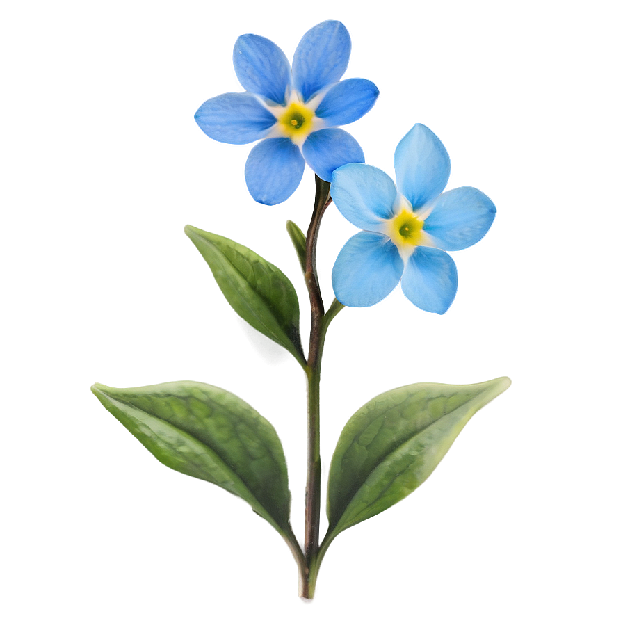 Alaska State Flower - Forget Me Not Png 05242024