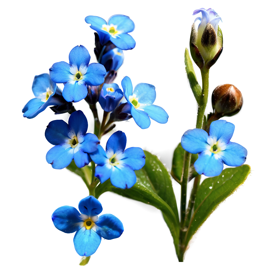 Alaska State Flower - Forget Me Not Png 05242024