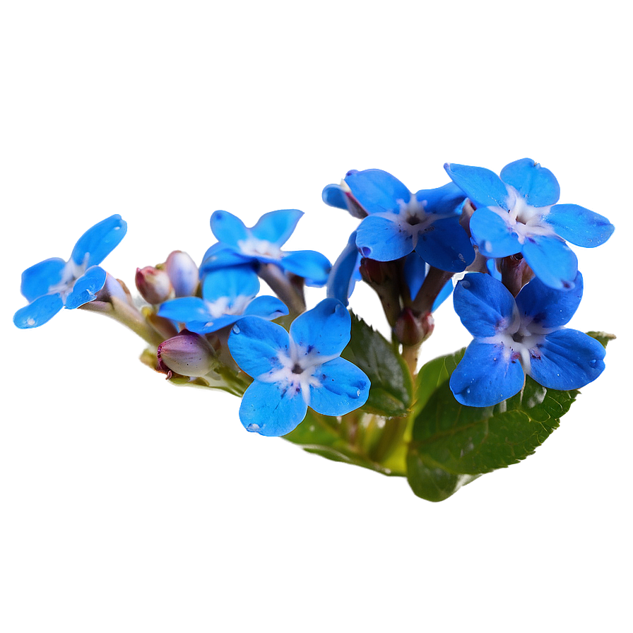 Alaska State Flower - Forget Me Not Png Ddp