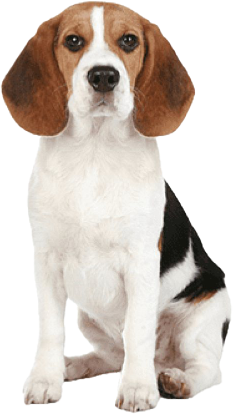 Alert Beagle Pose