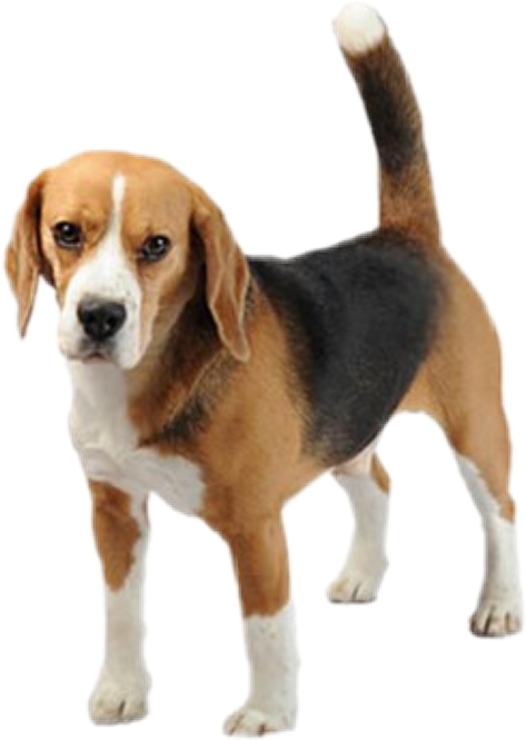 Alert Beagle Standing Transparent Background.png