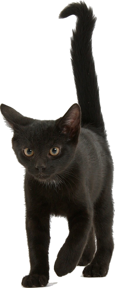 Alert Black Kitten Blue Background.png