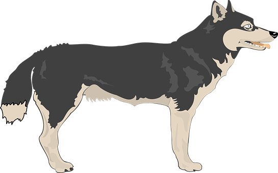 Alert Black Wolf Illustration