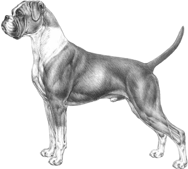 Alert Boxer Dog Standing Side View
