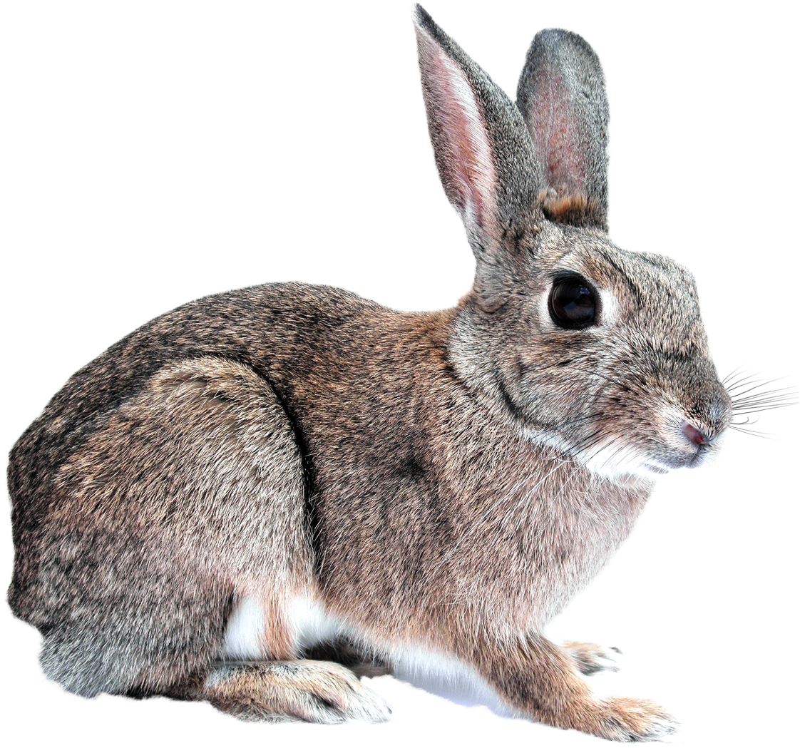 Alert Brown Rabbit Profile