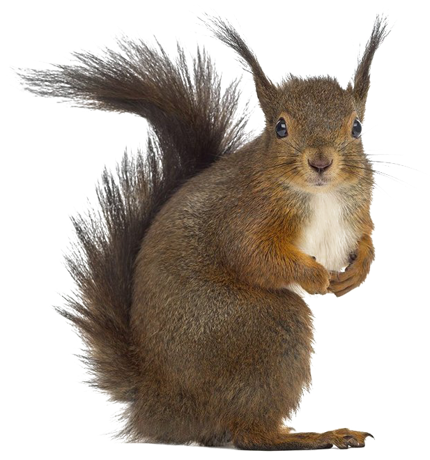 Alert Brown Squirrel