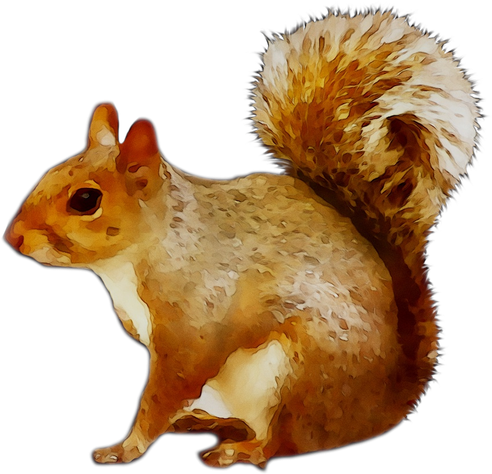 Alert Brown Squirrel Illustration.png