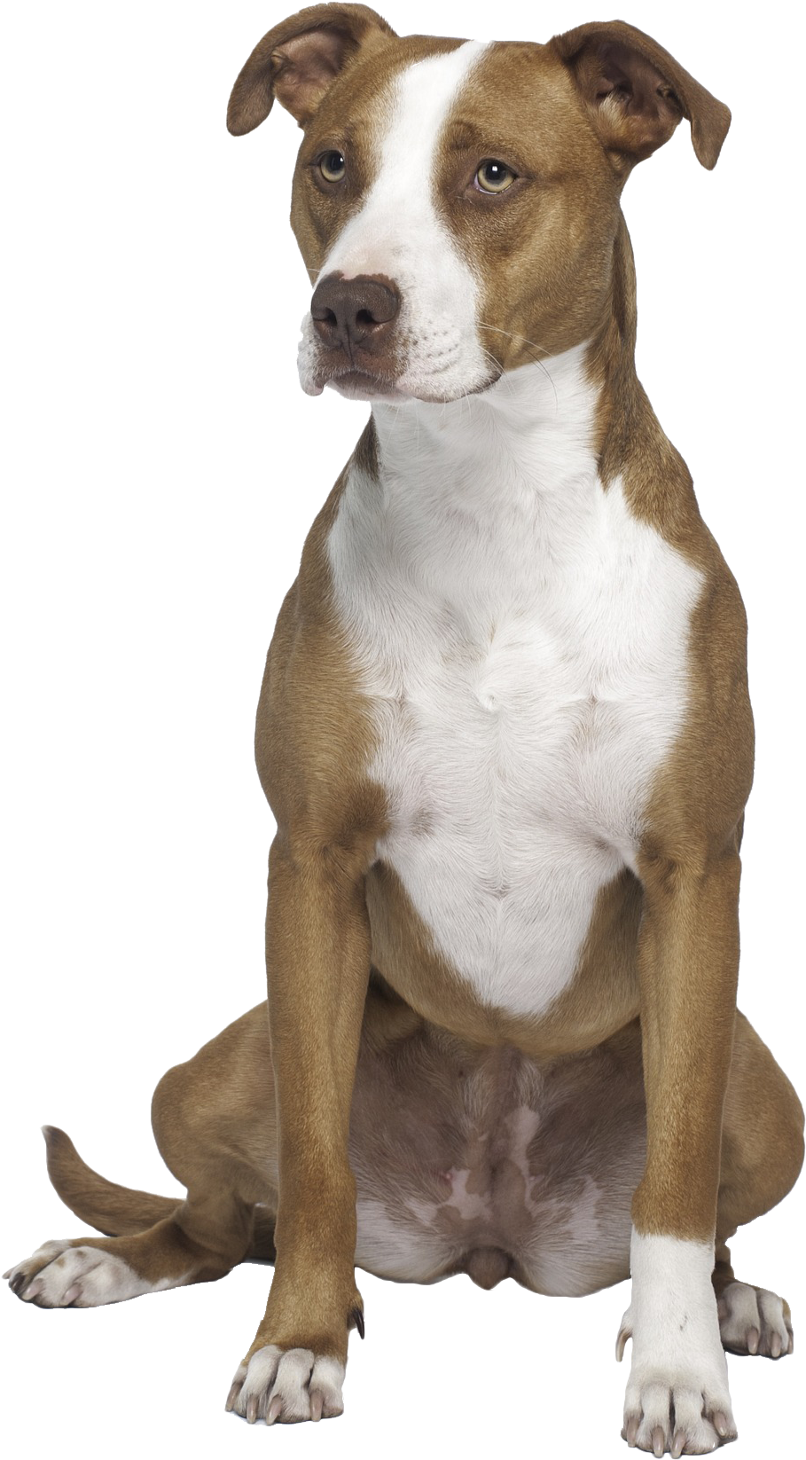 Alert Brownand White Pitbull Dog