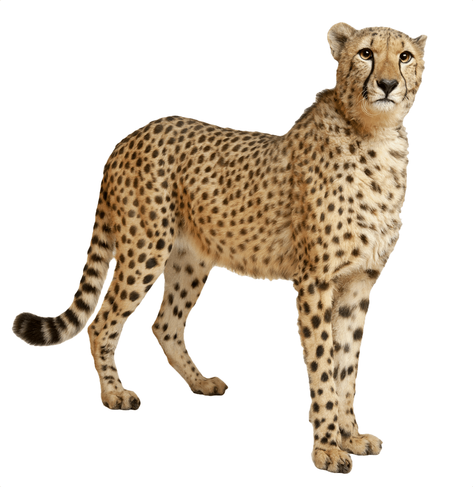 Alert Cheetah Standing Profile