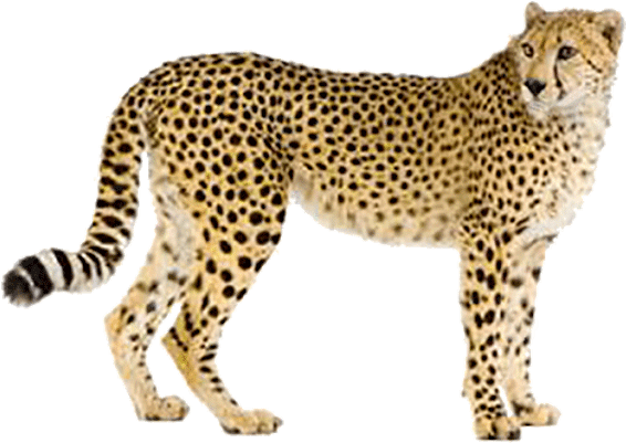 Alert Cheetah Standing Transparent Background