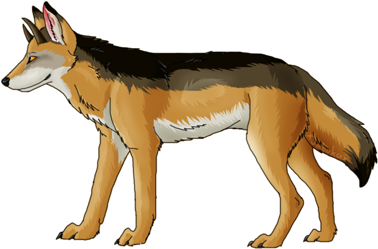 Alert Coyote Illustration