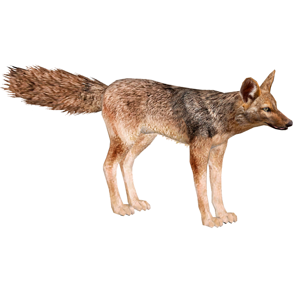 Alert Coyote Standing Profile