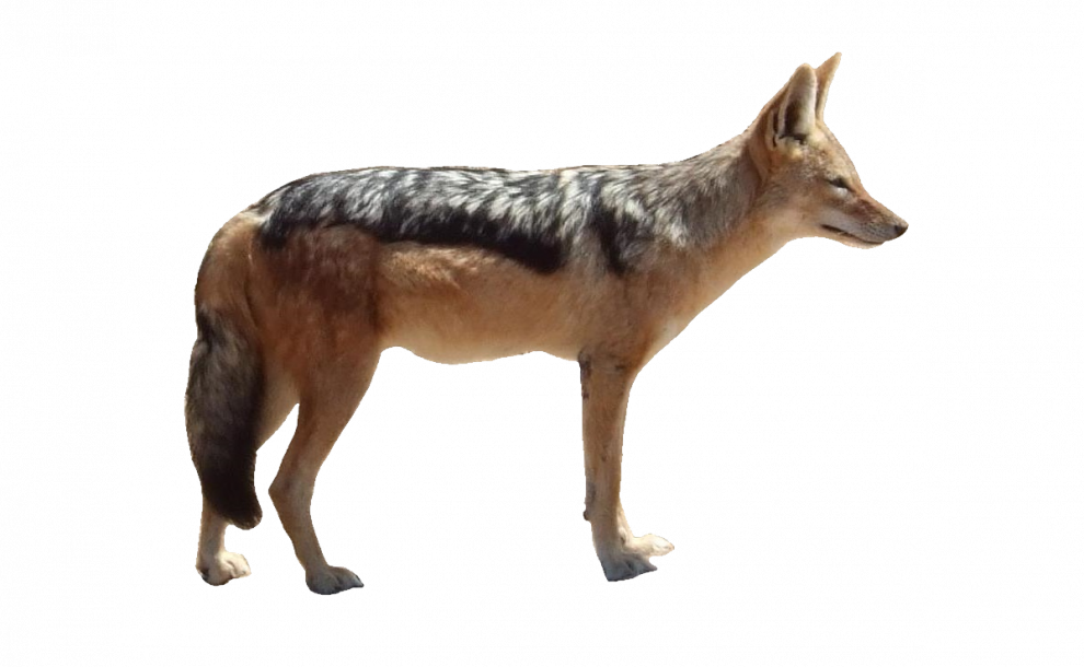 Alert Coyote Standing Side View