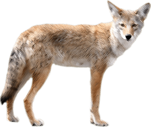 Alert Coyote Standing Transparent Background