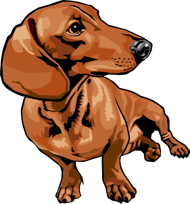 Alert Dachshund Illustration