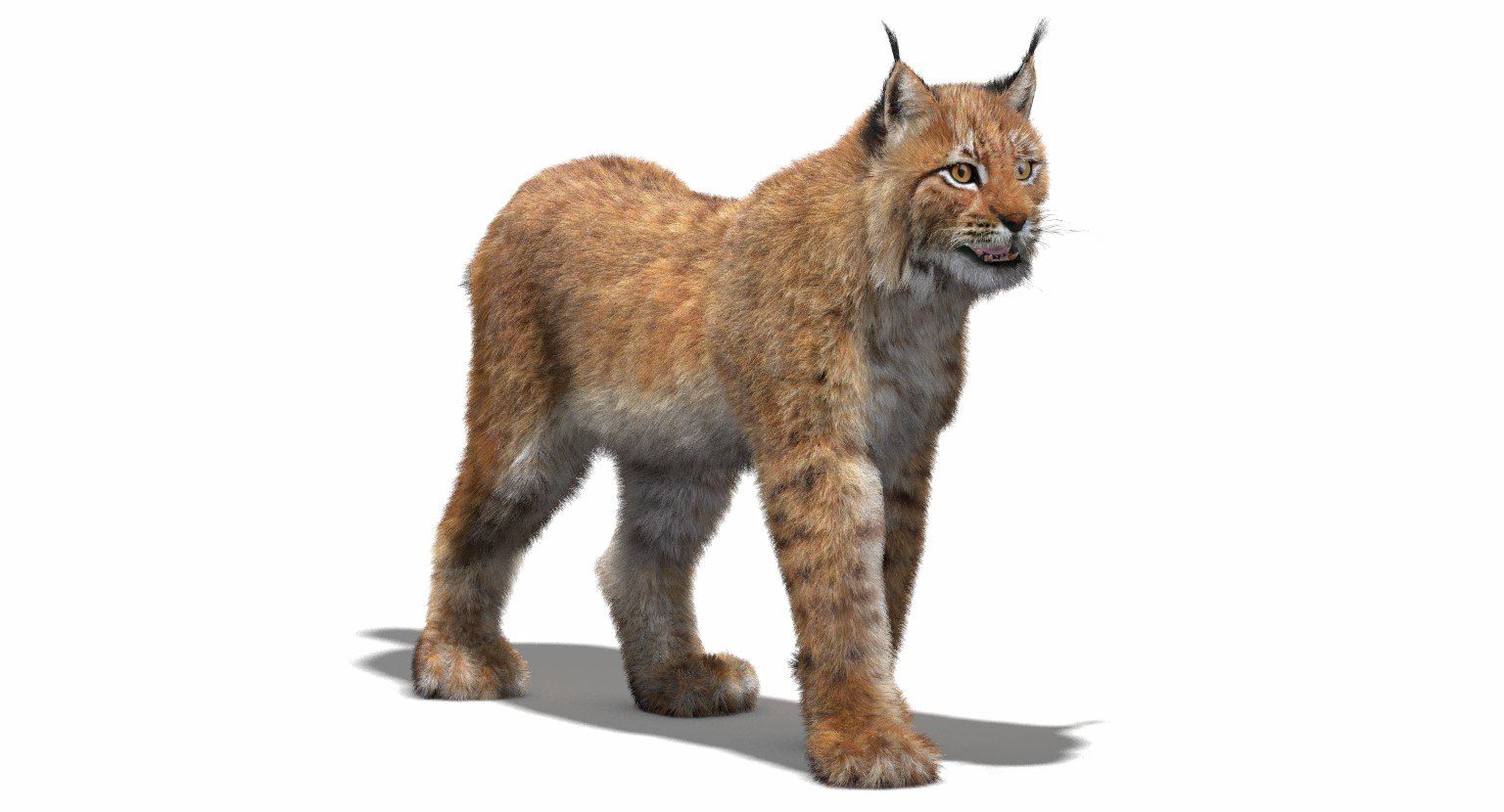 Alert Eurasian Lynx Isolated