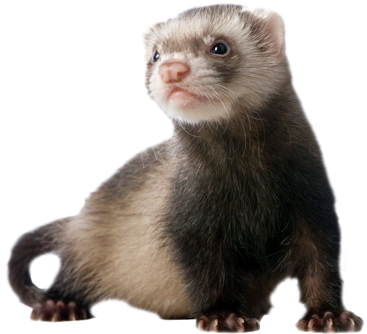 Alert Ferret Portrait