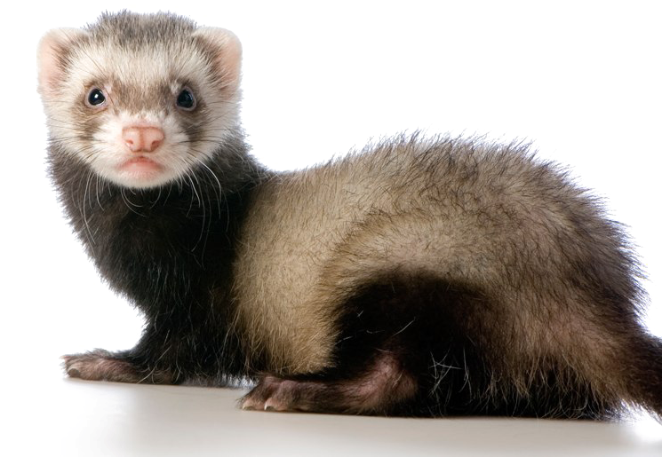 Alert Ferreton White Background