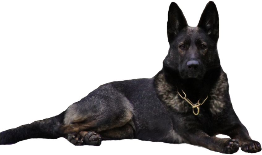 Alert German Shepherd Dog