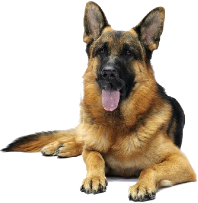 Alert German Shepherd Dog