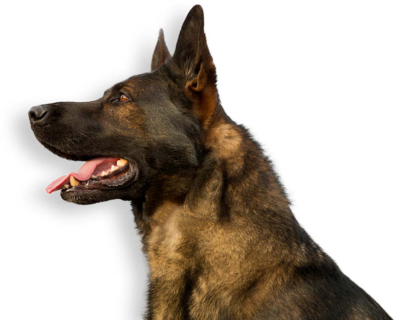 Alert German Shepherd Profile