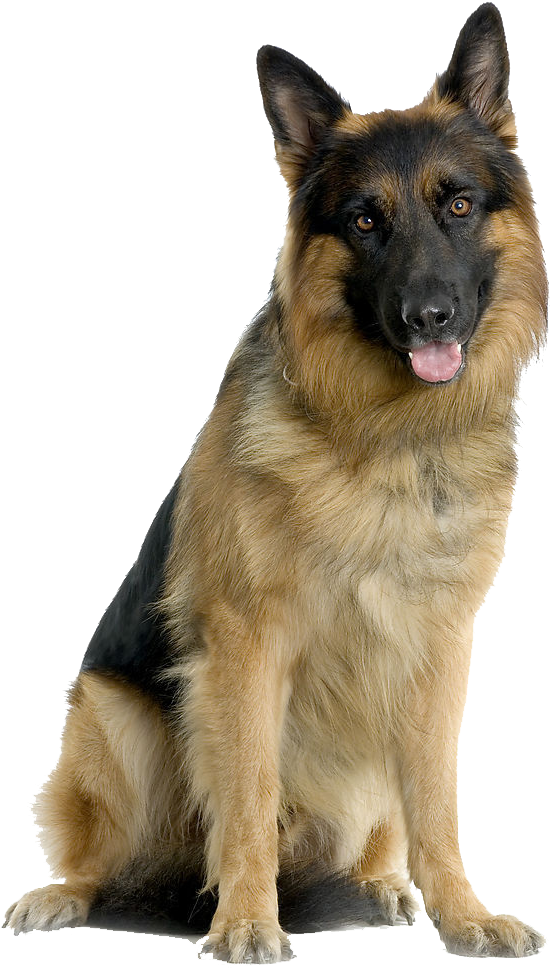 Alert German Shepherd Sitting