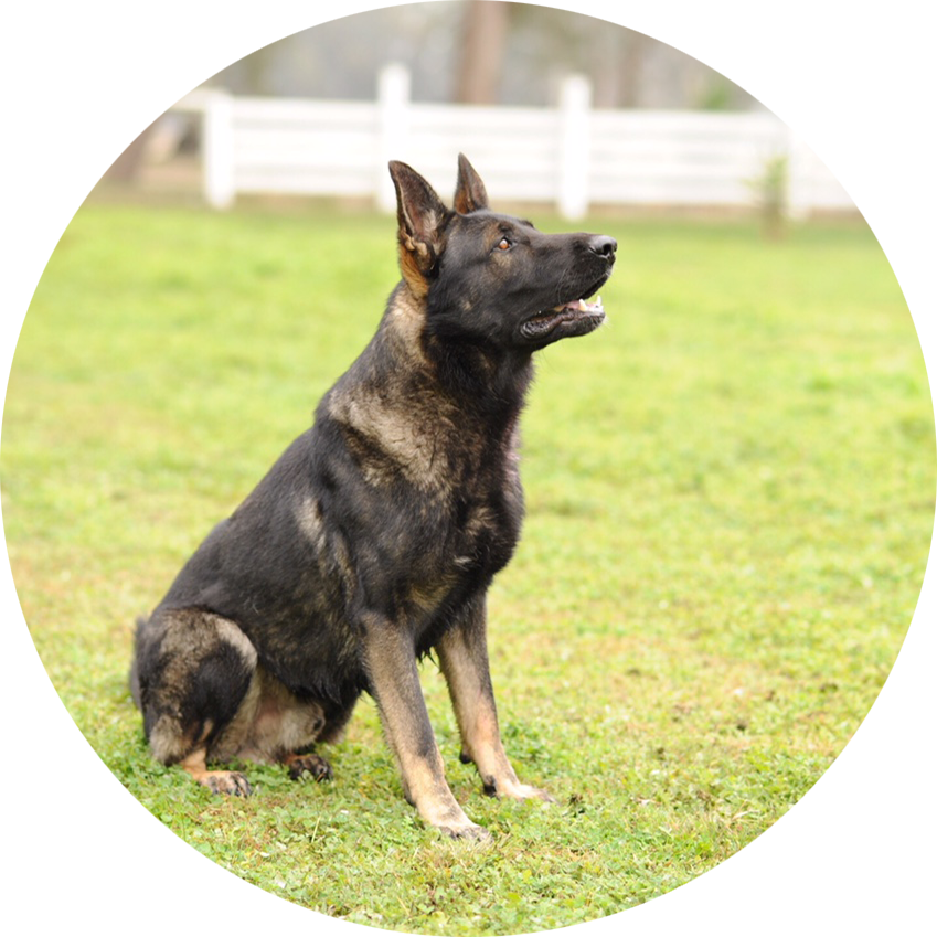 Alert German Shepherd Sitting Grass