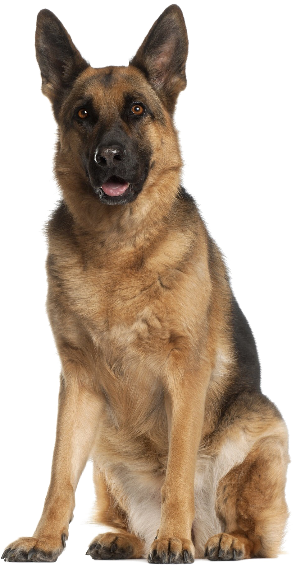 Alert German Shepherd Sitting