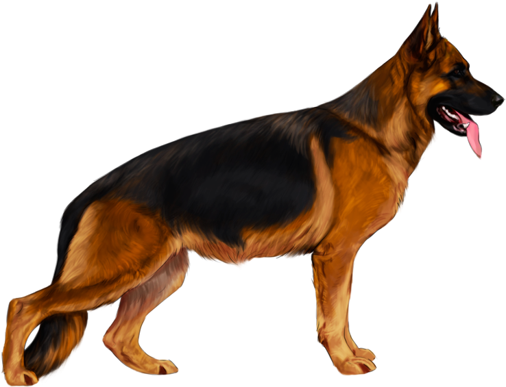 Alert German Shepherd Standing