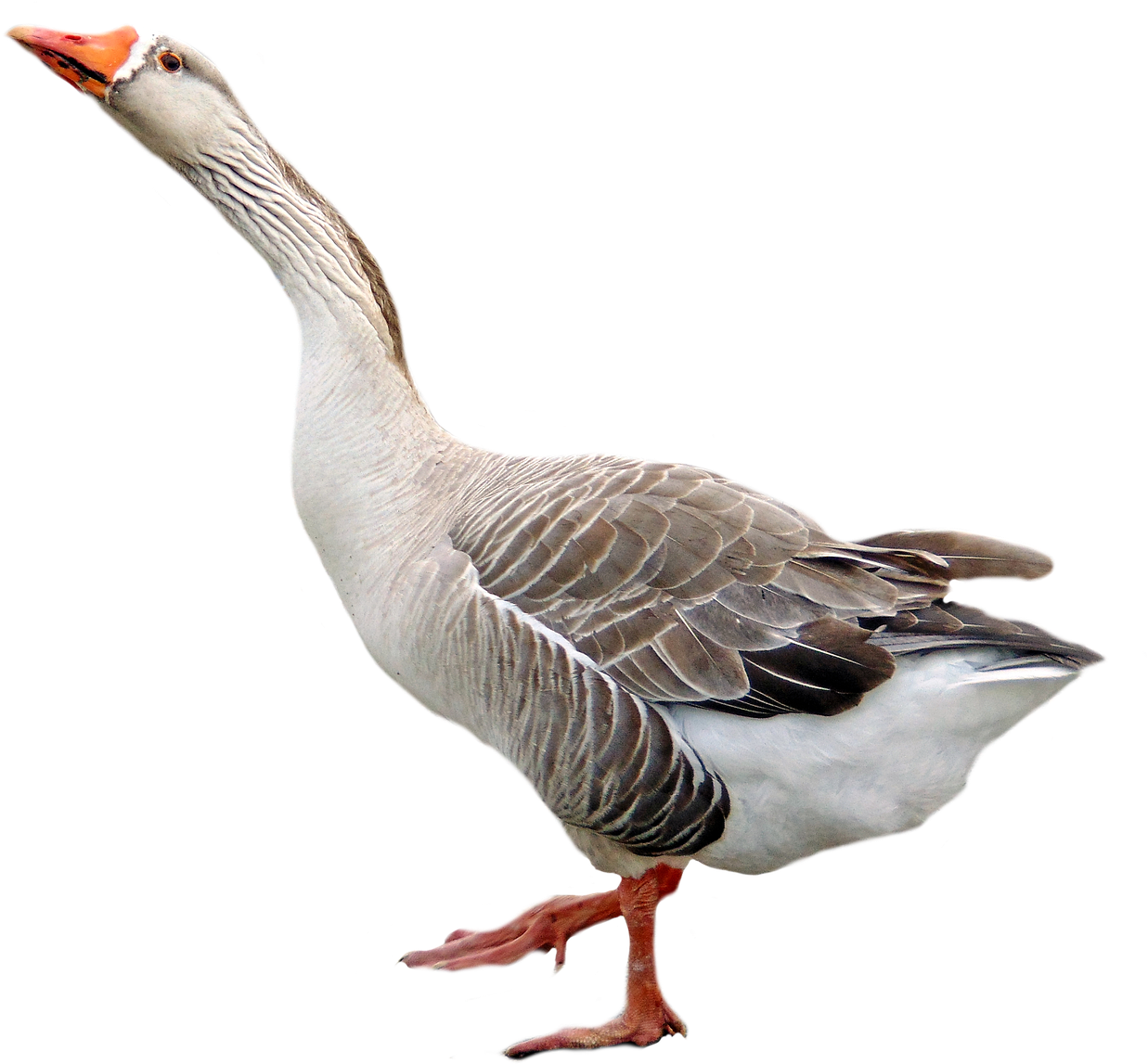 Alert Goose Standing Transparent Background.png