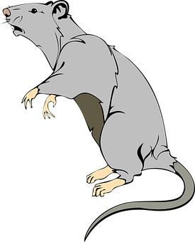 Alert Grey Rat Illustration