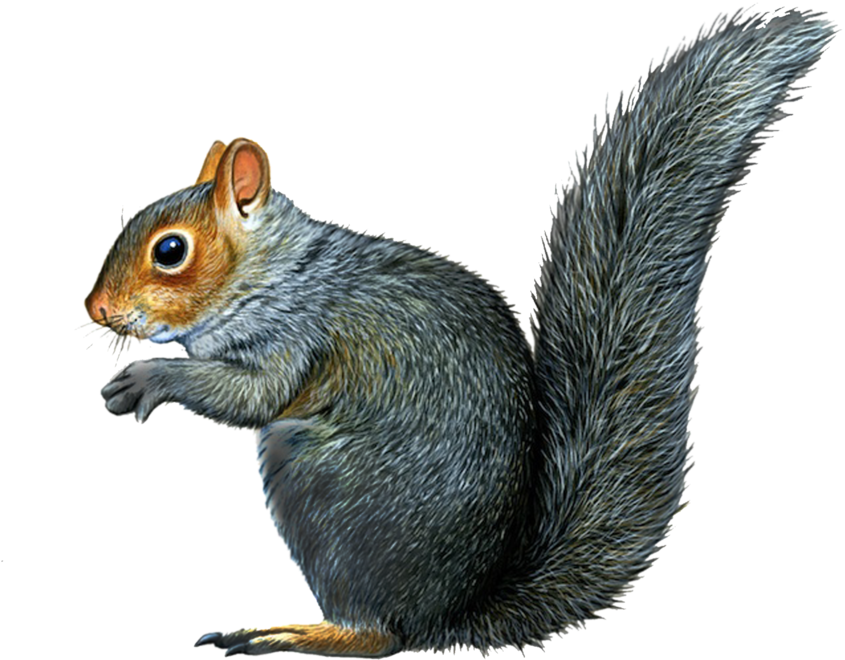 Alert Grey Squirrel