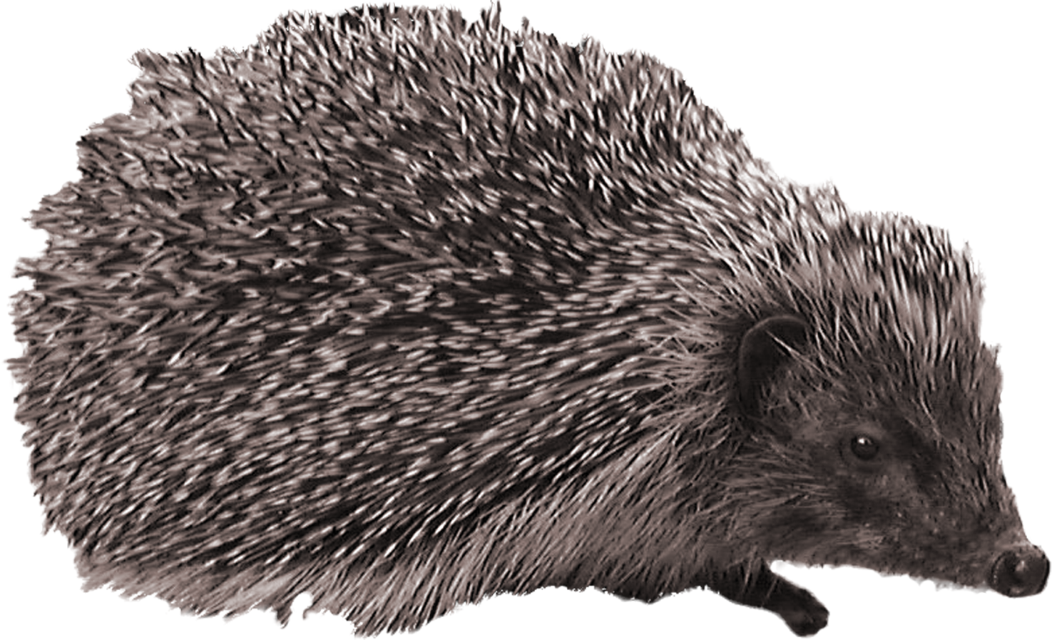 Alert Hedgehogin Profile