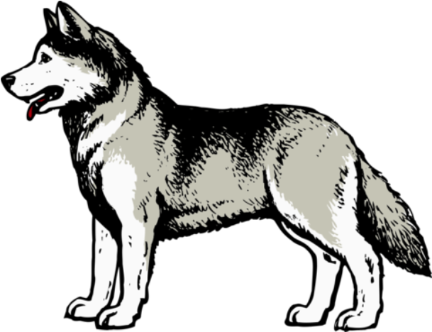 Alert Husky Dog Illustration