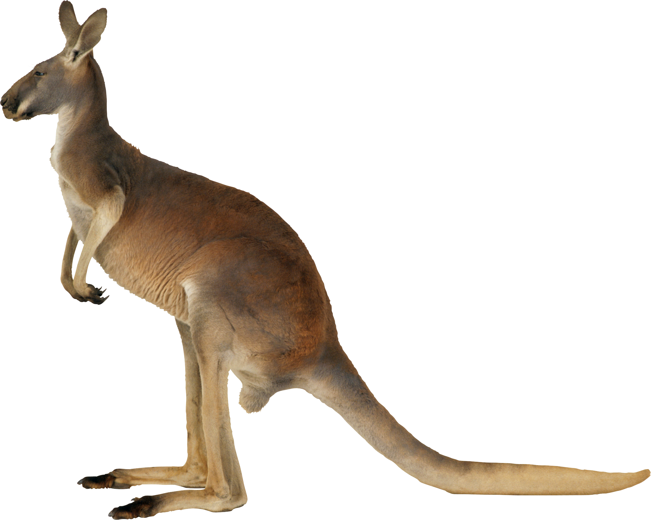 Alert Kangaroo Standing Transparent Background