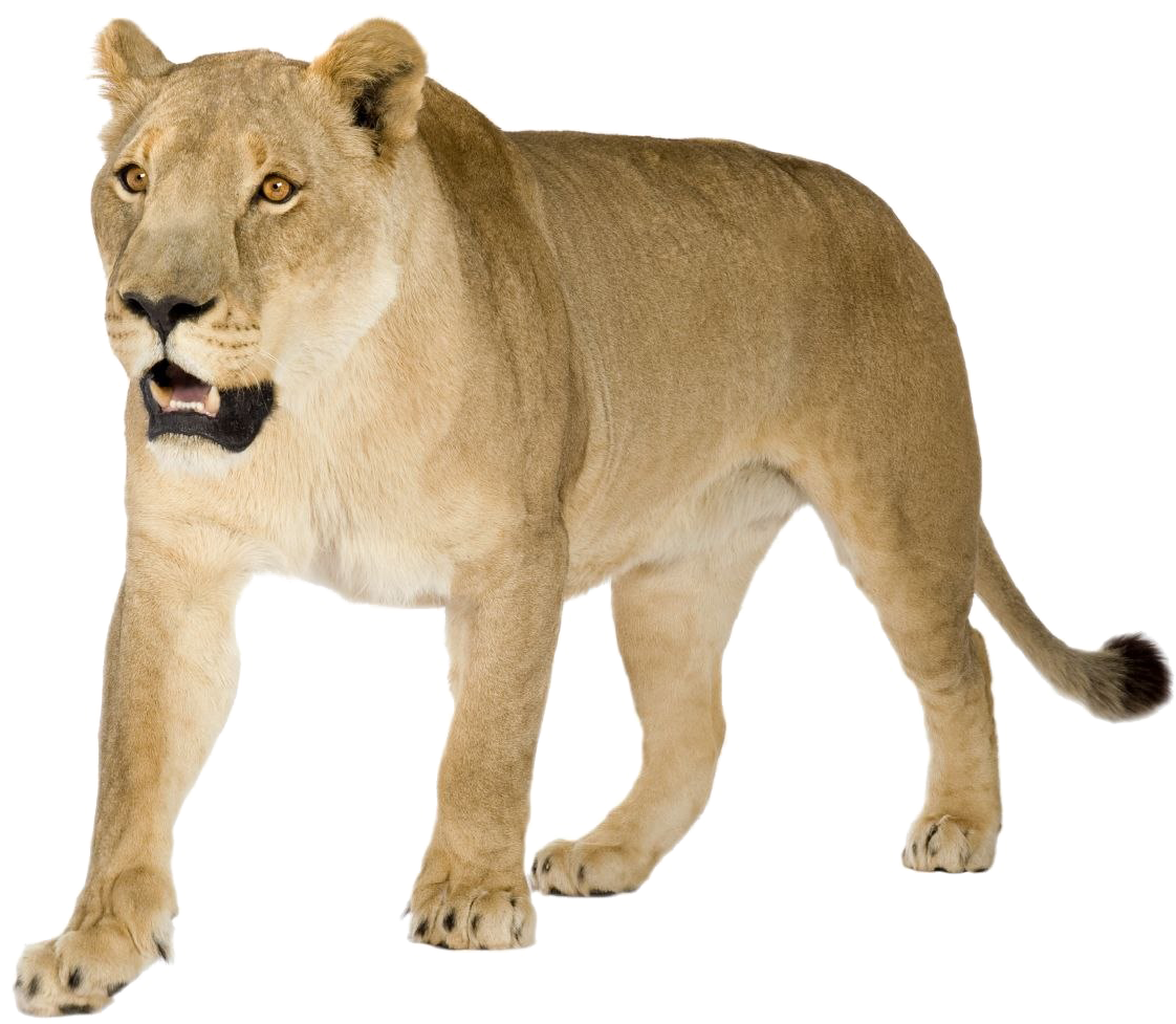 Alert Lioness Walking Transparent Background