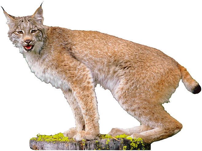 Alert Lynx On Stump
