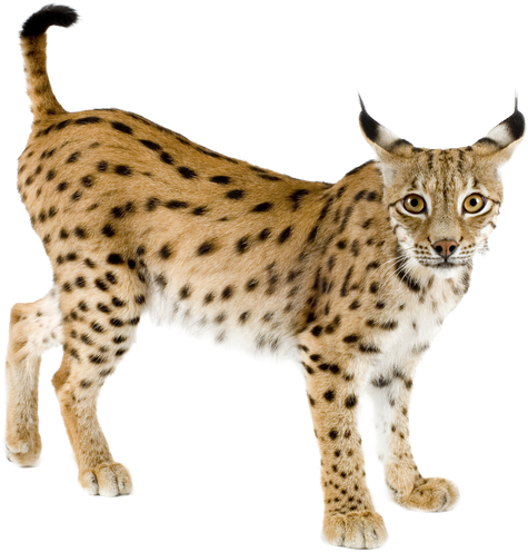 Alert Lynx Standing Transparent Background