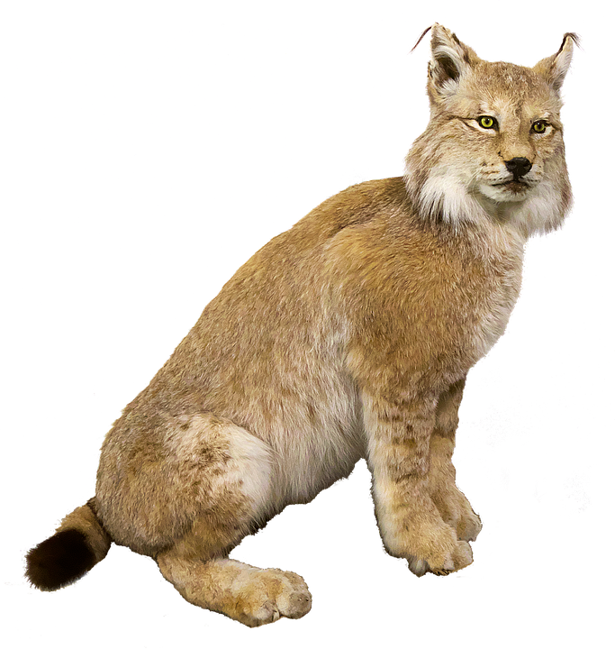 Alert Lynxon Teal Background