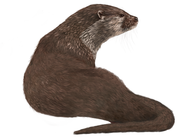 Alert Otter Profile