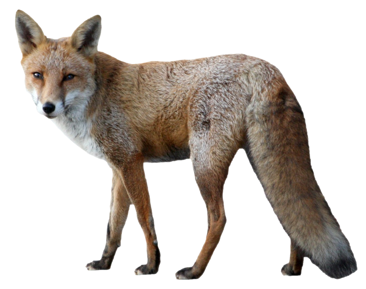 Alert Red Fox Standing