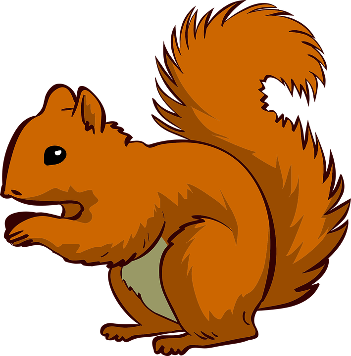 Alert Red Squirrel Illustration