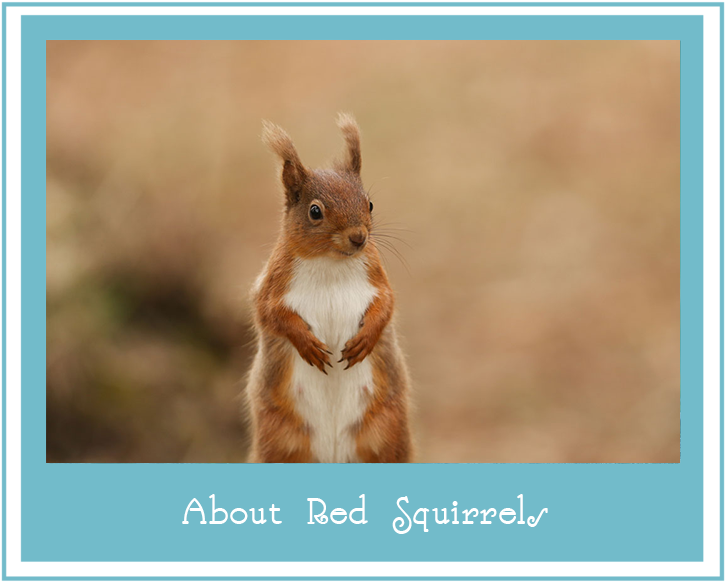 Alert Red Squirrel Standing