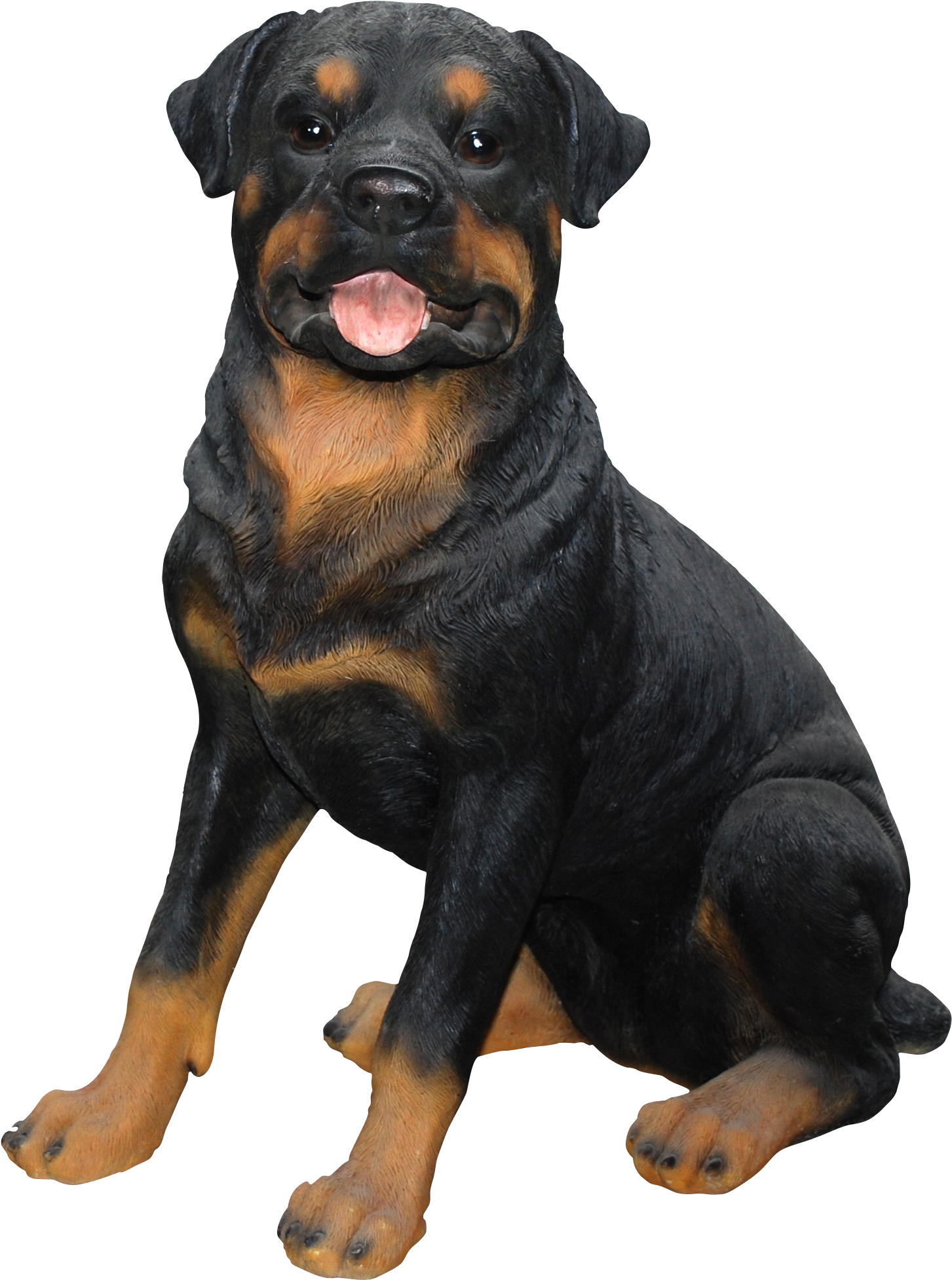 Alert Rottweiler Sitting