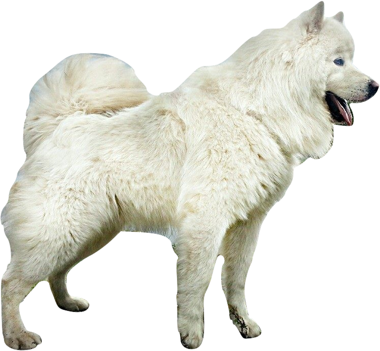 Alert Samoyed Dog Standing