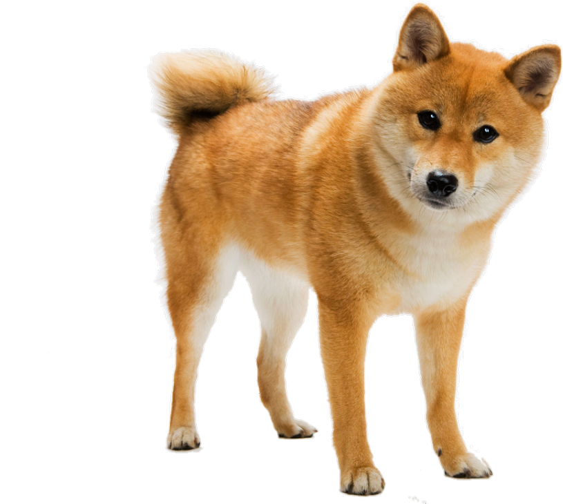 Alert Shiba Inu Standing