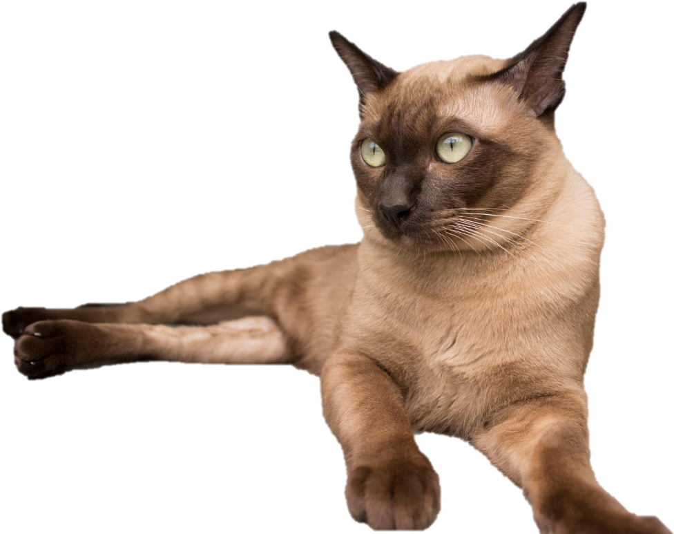 Alert Siamese Cat Blue Background